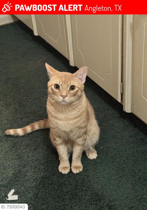 Lost Male Cat last seen Angleton middle school, Angleton, TX 77515