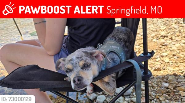 Lost Female Dog last seen Cherry St and Pickwick St, Springfield, MO 65802