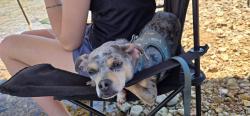 Lost Female Dog last seen Cherry St and Pickwick St, Springfield, MO 65802