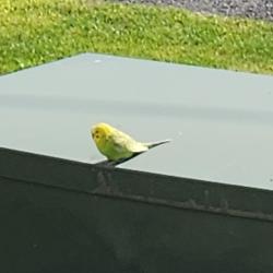Found/Stray Unknown Bird last seen Gene Coulon Park, Renton, WA 98056