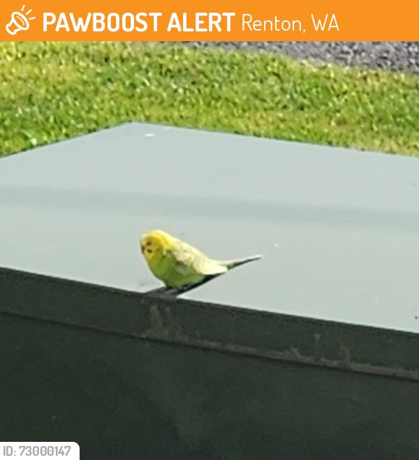 Found/Stray Unknown Bird last seen Gene Coulon Park, Renton, WA 98056