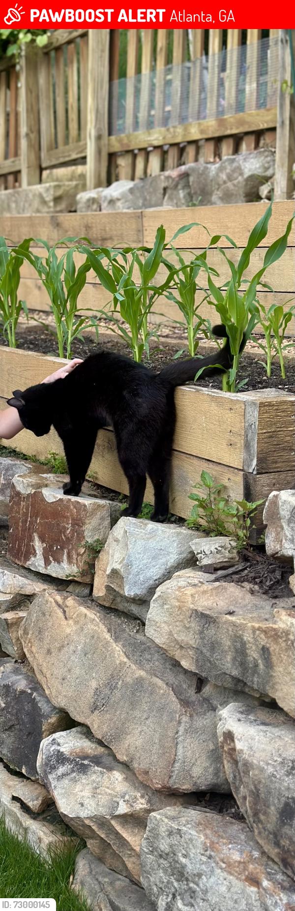 Lost Female Cat last seen Briarcliff and Woodwardia or Heritage Dr. , Atlanta, GA 30345