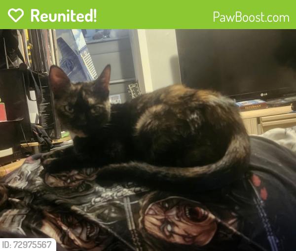 Reunited Female Cat last seen Jean street, Greater Sudbury, ON P3C 4N4
