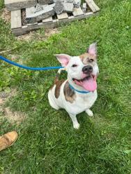 Shelter Stray Female Dog last seen OFALLON, 4850 Mid Rivers Mall Dr, St Peters, MO 63376, USA