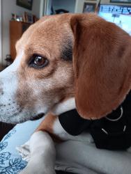 Reunited Male Dog last seen Cresthill Drive, Whitesboro, NY 13492