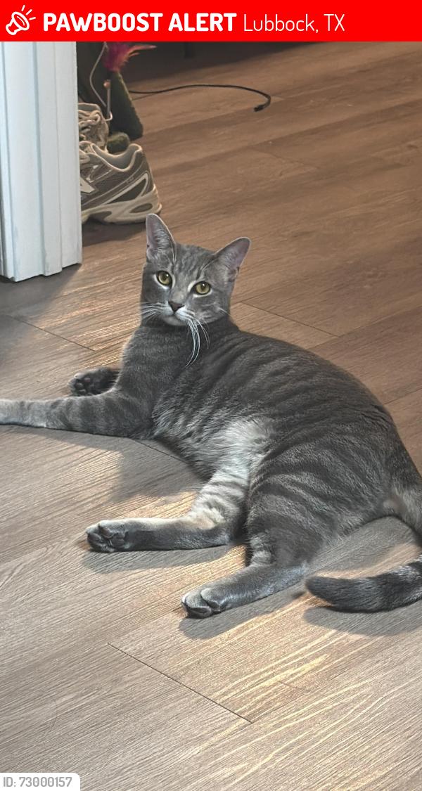 Lost Male Cat last seen Little Woodrows, Lubbock, TX 79424