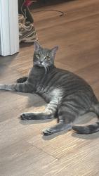 Lost Male Cat last seen Little Woodrows, Lubbock, TX 79424