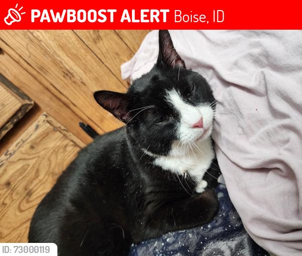 Lost Male Cat last seen Cole and desert, Boise, ID 83709