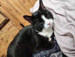 Lost Male Cat last seen Cole and desert, Boise, ID 83709