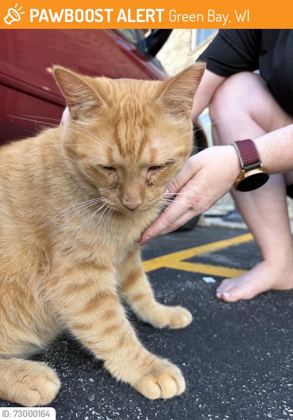 Found/Stray Male Cat last seen Triangle Sports Area - University Ave, Green Bay, WI 54311
