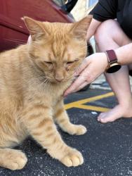 Found/Stray Male Cat last seen Triangle Sports Area - University Ave, Green Bay, WI 54311