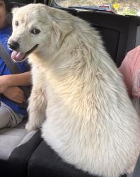 Found/Stray Unknown Dog last seen Dale hallow dam road off old 52, Clay County, TN 38551