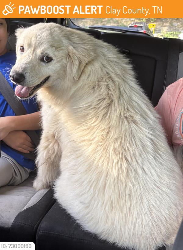Found/Stray Unknown Dog last seen Dale hallow dam road off old 52, Clay County, TN 38551