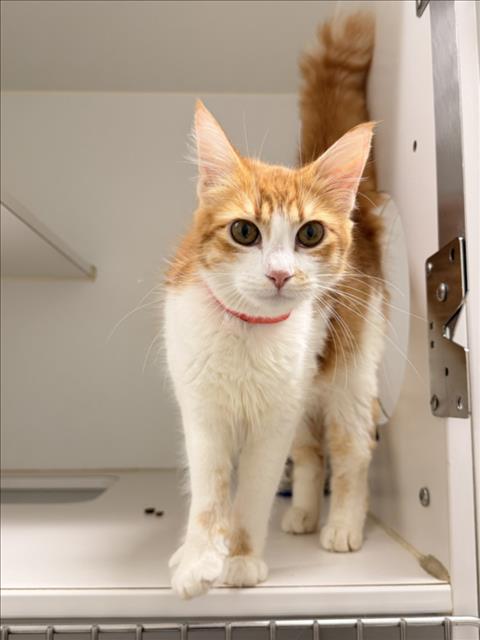 Shelter Stray Female Cat last seen LEFT OUTSIDE SHELTER, 16 Barnes Ct, Hayward, CA 94544, USA