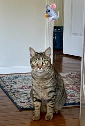 Lost Female Cat last seen Indian lake drive and Valleydale Rd , Shelby County, AL 35244