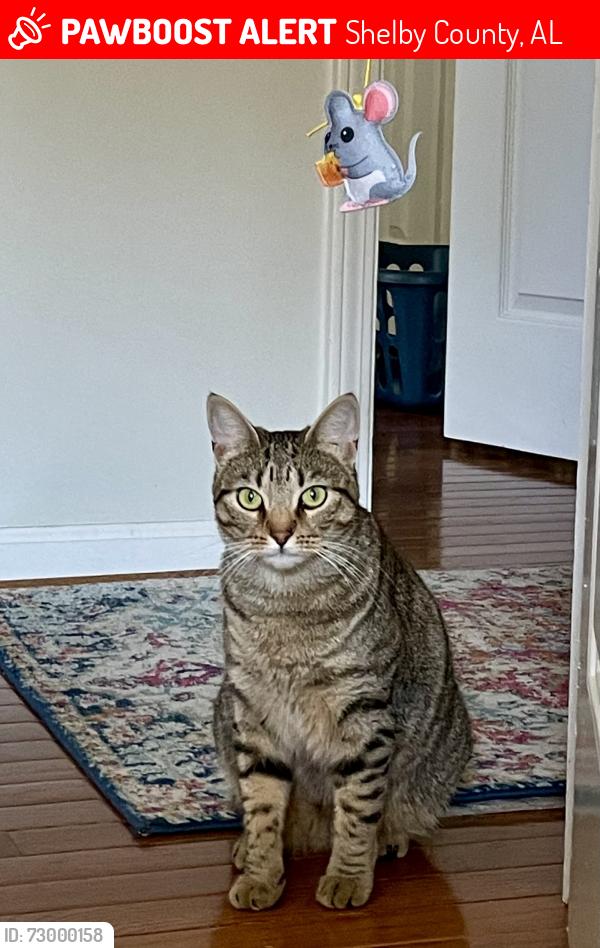 Lost Female Cat last seen Indian lake drive and Valleydale Rd , Shelby County, AL 35244