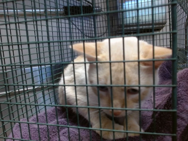 Shelter Stray Male Cat last seen MARCONI AVE/BECERRA WAY, 95821, 3839 Bradshaw Rd, Sacramento, CA 95827, USA