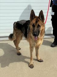 Shelter Stray Male Dog last seen Near BLOCK MCCAWLEY RD, 3528 Newburg Rd, Louisville, KY 40218, USA