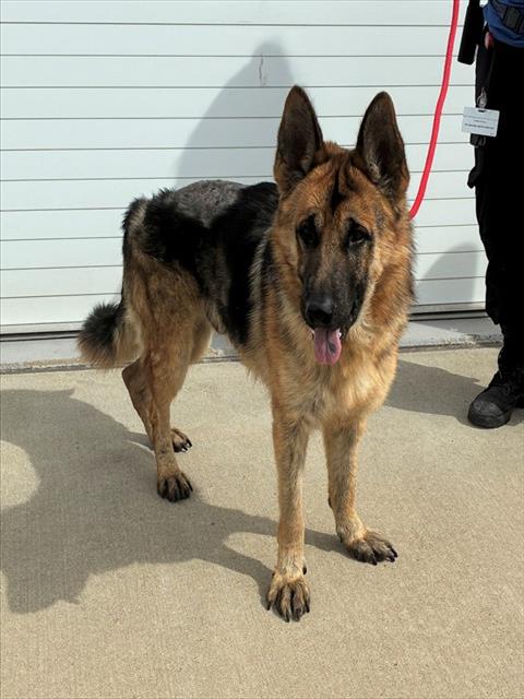 Shelter Stray Male Dog last seen Near BLOCK MCCAWLEY RD, 3528 Newburg Rd, Louisville, KY 40218, USA