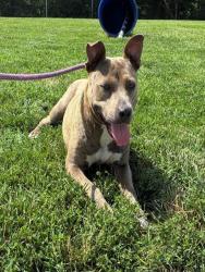 Shelter Stray Female Dog last seen Near BLOCK S 36TH ST, 3528 Newburg Rd, Louisville, KY 40218, USA