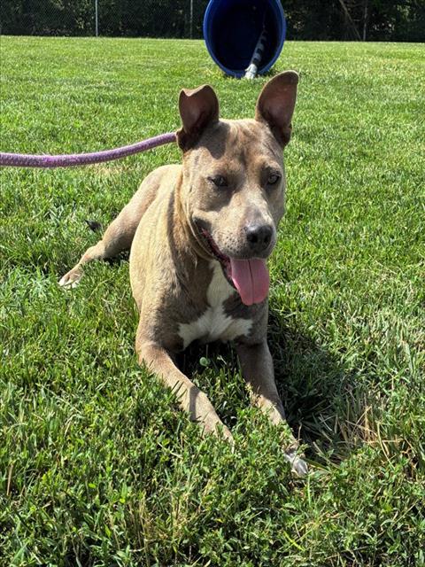 Shelter Stray Female Dog last seen Near BLOCK S 36TH ST, 3528 Newburg Rd, Louisville, KY 40218, USA