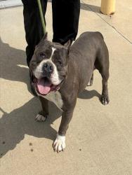Shelter Stray Female Dog last seen Near BLK CAMRYN CT, 3528 Newburg Rd, Louisville, KY 40218, USA