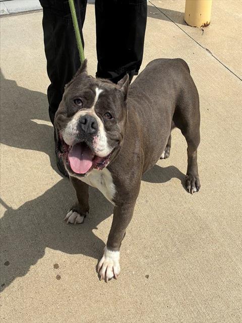 Shelter Stray Female Dog last seen Near BLK CAMRYN CT, 3528 Newburg Rd, Louisville, KY 40218, USA