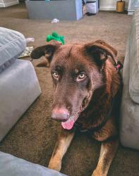 Found/Stray Male Dog last seen Endeavour elementary, Bakersfield, CA 93312