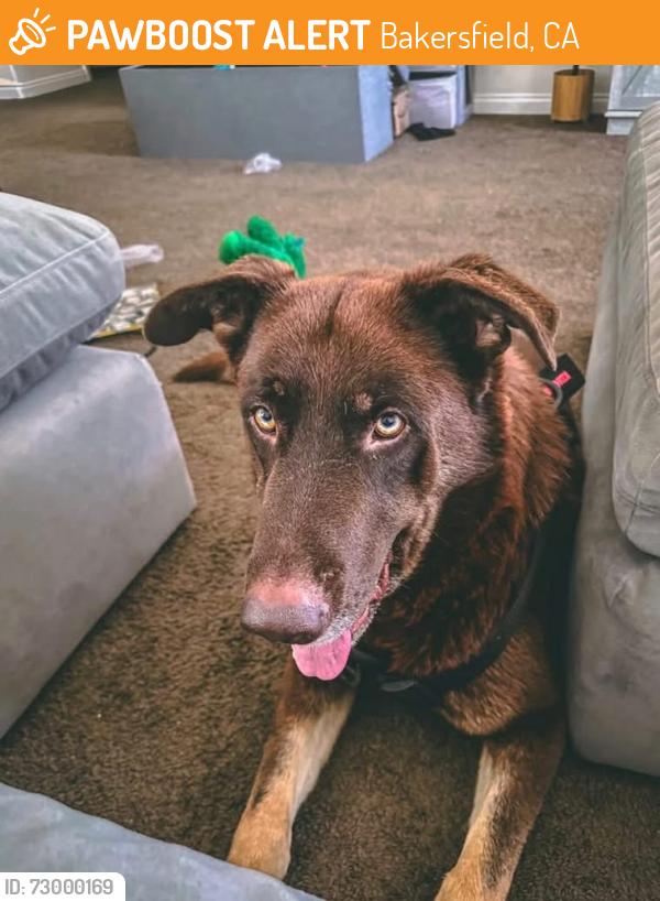 Found/Stray Male Dog last seen Endeavour elementary, Bakersfield, CA 93312