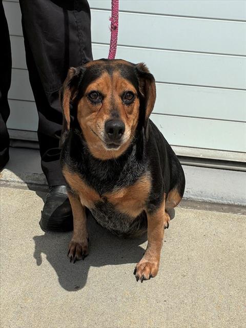 Shelter Stray Female Dog last seen Near BLOCK E OAK ST APT 2, 3528 Newburg Rd, Louisville, KY 40218, USA