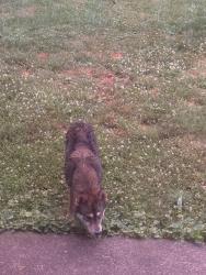 Found/Stray Unknown Dog last seen king st & gus nicks , Roanoke, VA 24179