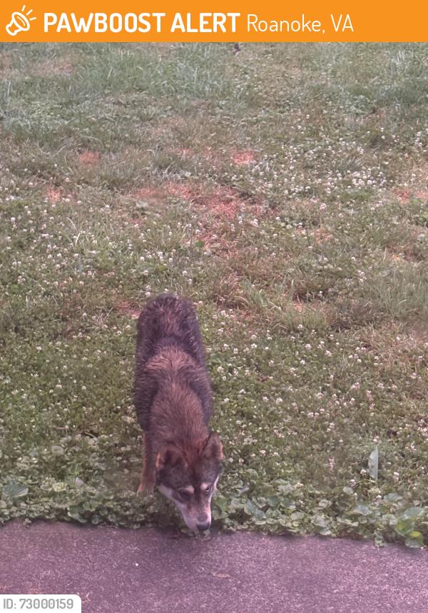 Found/Stray Unknown Dog last seen king st & gus nicks , Roanoke, VA 24179