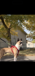 Lost Male Dog last seen Montgomery , Calgary, AB T3B 0P7