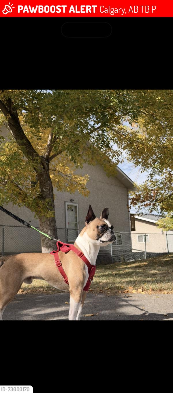Lost Male Dog last seen Montgomery , Calgary, AB T3B 0P7