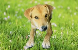Shelter Stray Female Dog last seen , 5210 W Ave I, Lancaster, CA 93536, USA