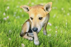 Shelter Stray Male Dog last seen , 5210 W Ave I, Lancaster, CA 93536, USA