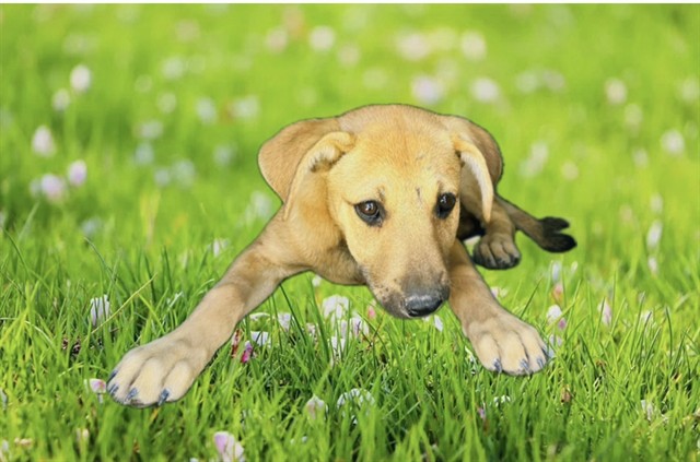 Shelter Stray Female Dog last seen , 5210 W Ave I, Lancaster, CA 93536, USA