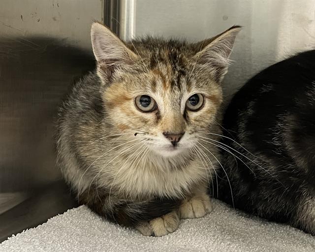 Shelter Stray Female Cat last seen Near BLOCK E ROBINS DR, DENVER CO 80239, 1241 W Bayaud Ave, Denver, CO 80223, USA