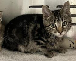 Shelter Stray Male Cat last seen Near BLOCK E ROBINS DR, DENVER CO 80239, 1241 W Bayaud Ave, Denver, CO 80223, USA
