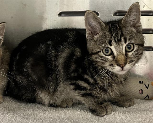 Shelter Stray Male Cat last seen Near BLOCK E ROBINS DR, DENVER CO 80239, 1241 W Bayaud Ave, Denver, CO 80223, USA