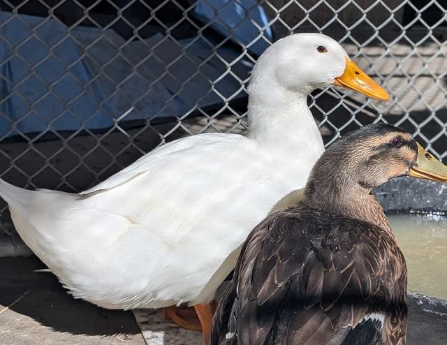 Shelter Stray Female Bird last seen Near BLOCK W BYRON PL, DENVER CO 80212, 1241 W Bayaud Ave, Denver, CO 80223, USA