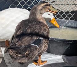 Shelter Stray Female Bird last seen Near BLOCK W BYRON PL, DENVER CO 80212, 1241 W Bayaud Ave, Denver, CO 80223, USA