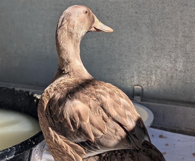 Shelter Stray Unknown Bird last seen Near BLOCK W BYRON PL, DENVER CO 80212, 1241 W Bayaud Ave, Denver, CO 80223, USA
