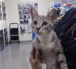 Shelter Stray Female Cat last seen Near BLOCK N RALEIGH ST, DENVER CO 80204, 1241 W Bayaud Ave, Denver, CO 80223, USA