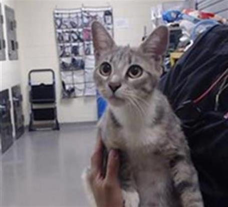 Shelter Stray Female Cat last seen Near BLOCK N RALEIGH ST, DENVER CO 80204, 1241 W Bayaud Ave, Denver, CO 80223, USA