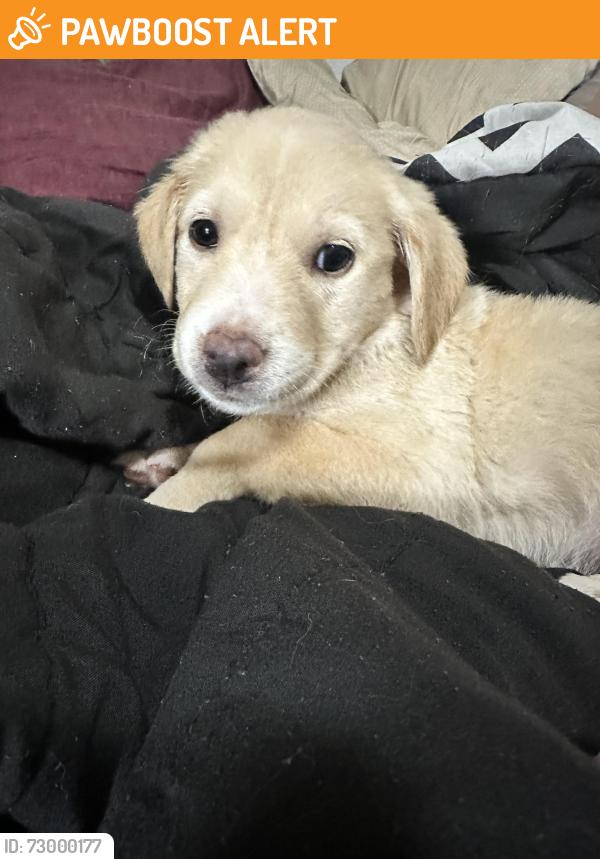 Found/Stray Female Dog last seen Old warren road, Jefferson County, AR 71603
