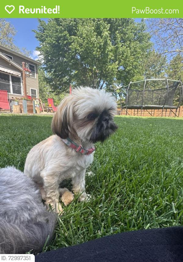 Reunited Female Dog last seen Near Warrenville rd, Downers Grove, IL 60515