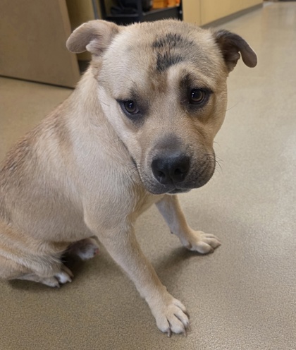 Shelter Stray Male Dog last seen Near sharon dr, Cedar Hill, TX, 1150 E Pleasant Run Rd, Cedar Hill, TX 75104, USA