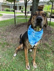 Lost Male Dog last seen New Territory and 99, Sugar Land, TX 77479