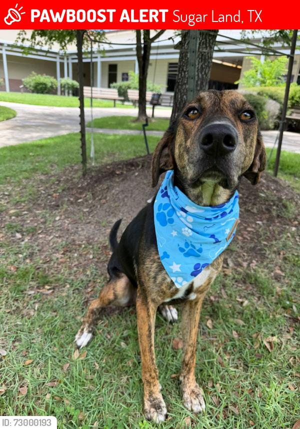 Lost Male Dog last seen New Territory and 99, Sugar Land, TX 77479